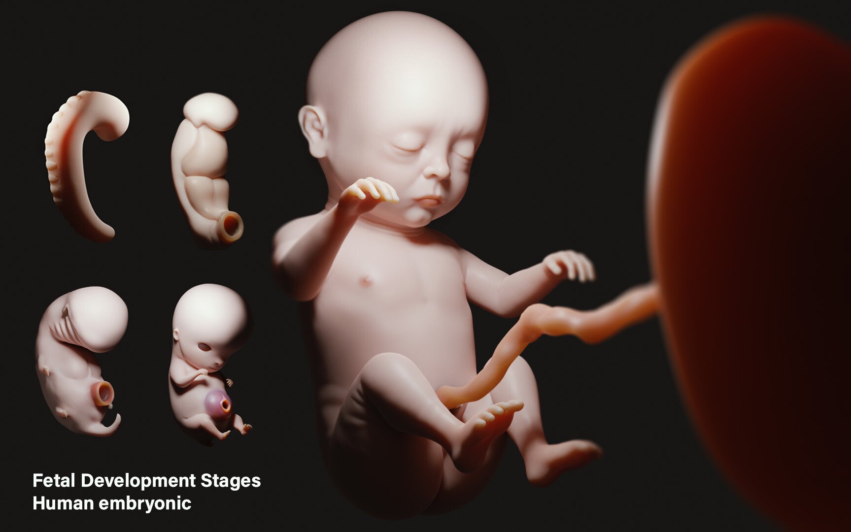 Artstation Fetal Development Stages Human Embryonic Resources