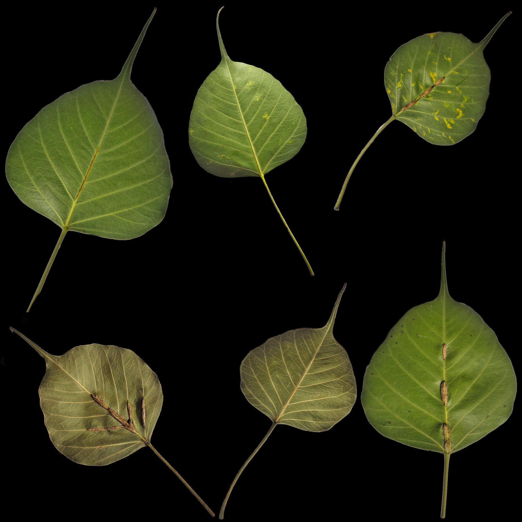 peepal tree leaves