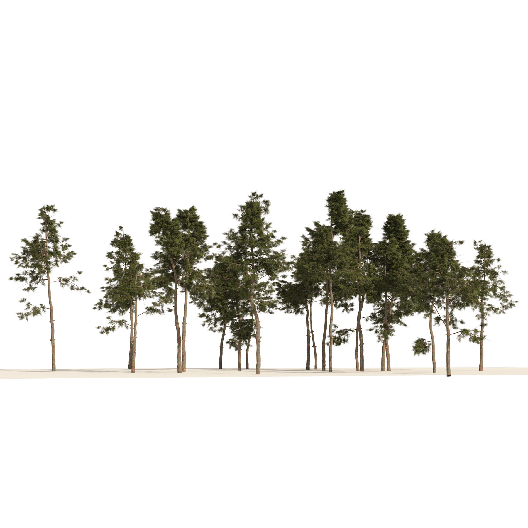 ArtStation - scotch pine tree forest | Resources