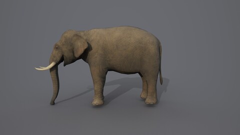 African Elephant