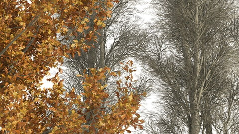 Oak trees - winter and autumns trees