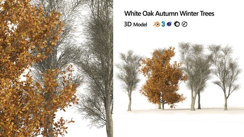 winter and fall oak trees