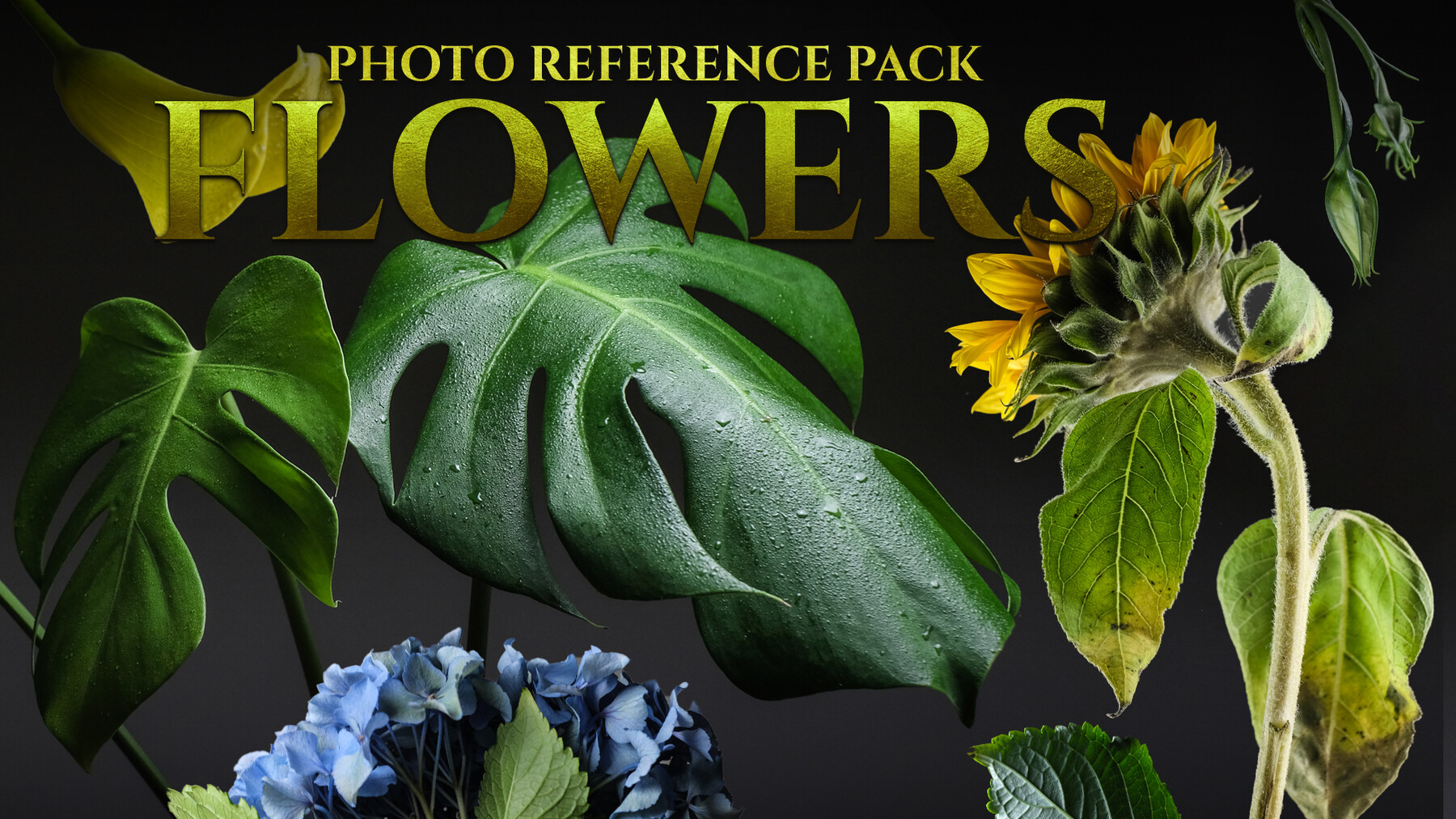 Artstation a flowers reference photo pack for artists 1270 jpegs