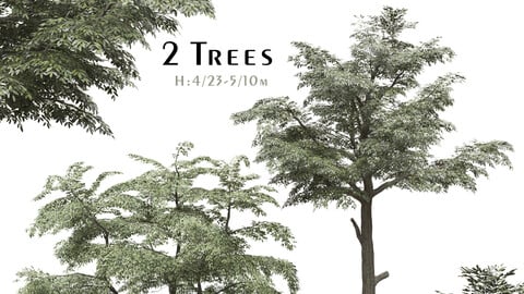 Set of Fraxinus Excelsior Tree (Common ash) (2 Trees) ( 3Ds MAX - Blender - Cinema4D - FBX - OBJ )