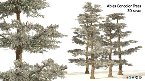 Winter White fir trees