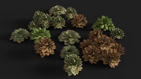 Succulents Package