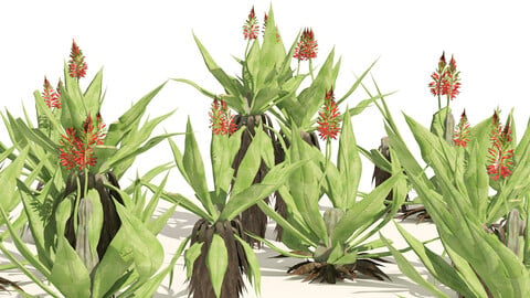 Aloe Vera flowers cluster