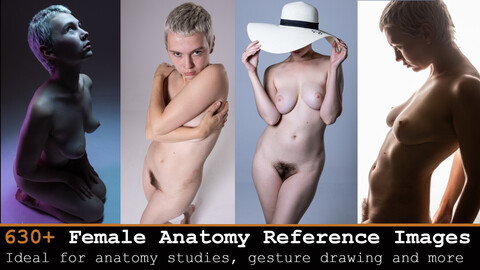 630+ Female Anatomy Reference Images