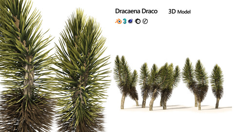 Dracaena Draco trees