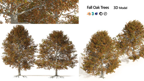 Fall Shingle Oak Trees