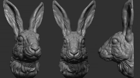 Hare head