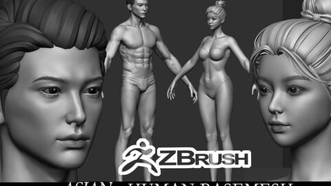 Asian average Realistic character man woman zbrush male female torso head body foot hand highpoly basemesh young anatomy