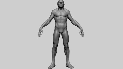 Male Anatomy B