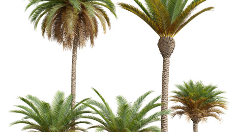 Phoenix Canariensis Phoenix Canariensis Decorative Garden