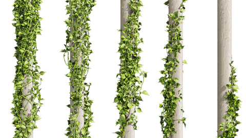 Collection plant vol 421 - pothos - outdoor - leaf - fitowall - ivy - 3dmax - cinema 4d