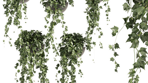 Collection plant vol 422 - Hedera - hanging - ampelous - indoor - ivy - 3dmax - cinema 4d