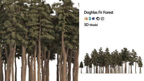 Douglas-Fir Forest