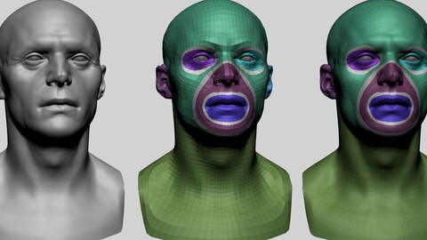 Male Head Basemesh C