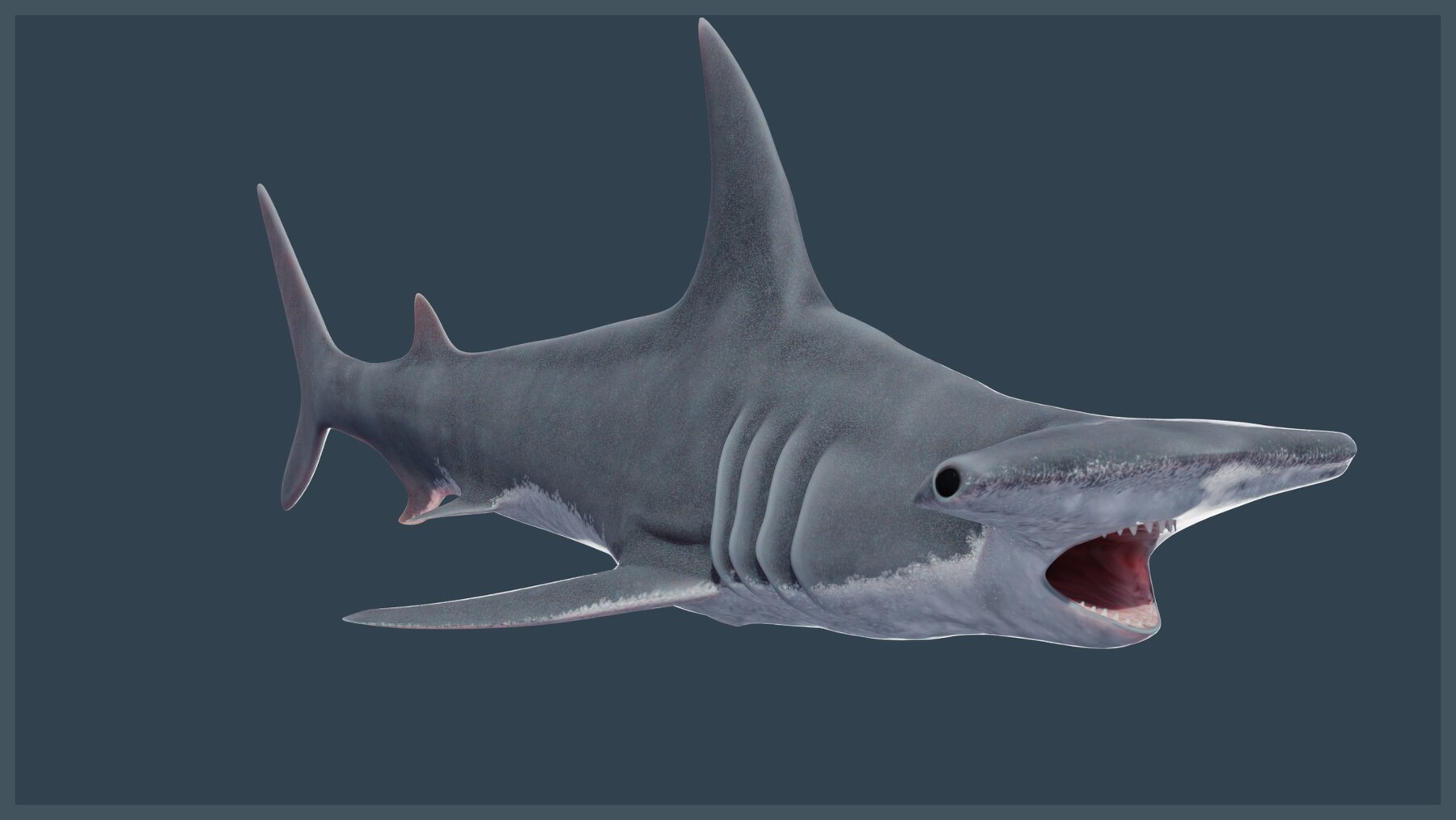 ArtStation Animated Hammerhead Shark Game Assets