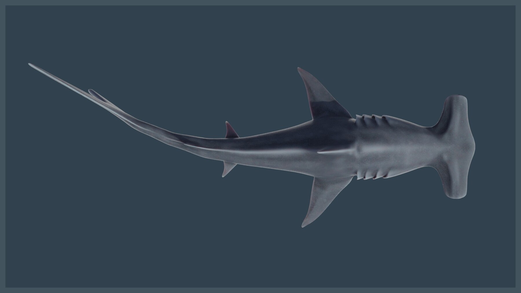 ArtStation Animated Hammerhead Shark Game Assets