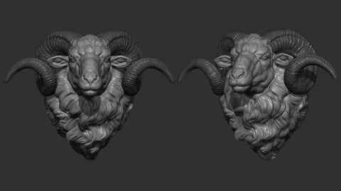 Ram sheep head