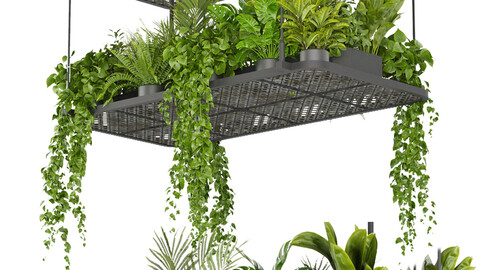 Collection plant vol 426 - pothos - hanging - ampelous - palm