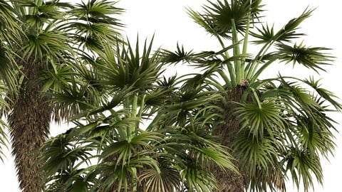 5 Fountain Palms