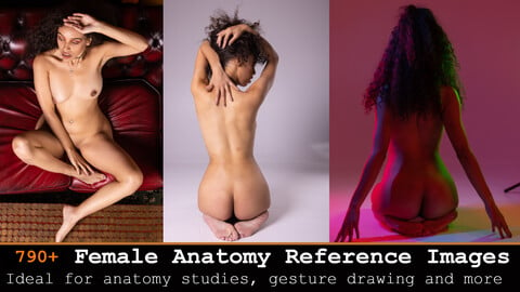 790+ Female Anatomy Reference Images