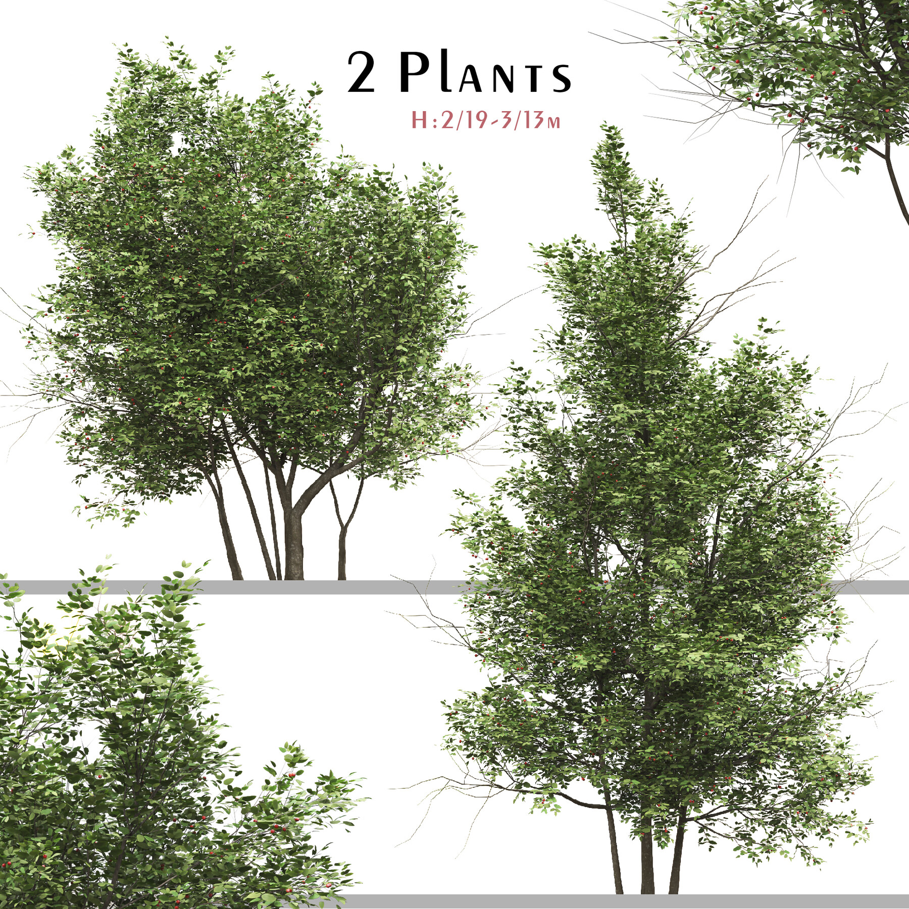 ArtStation - Set of Ilex Mucronata Plant (Mountain holly) (2 Plants ...