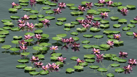 Aquatic lotus flower