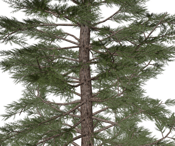 ArtStation - Western Red Cedar #05 (FBX) - High Poly Tree (3D Model ...
