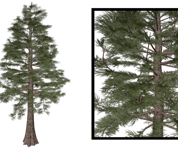 ArtStation - Western Red Cedar #07 (FBX) - High Poly Tree (3D Model ...