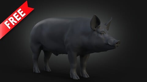 FREE 3D Animal | DomesticPig Male