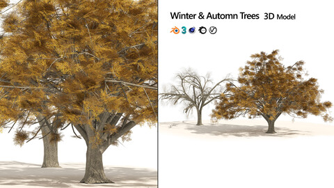 Fall and winter Water Elm Trees