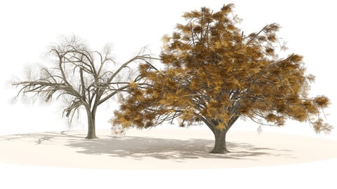 winter American Elm Trees