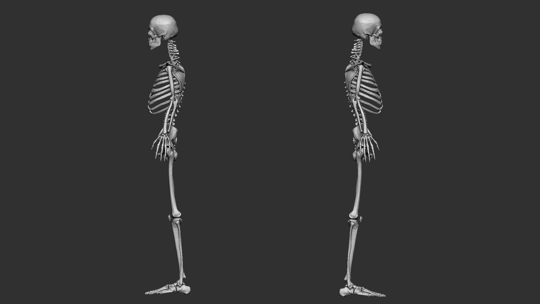 ArtStation - Skeleton mesh - 3D model | Resources