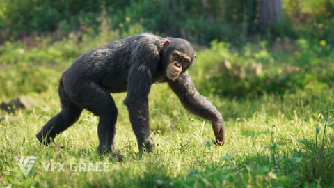 Chimpanzee Animated | VFX Grace