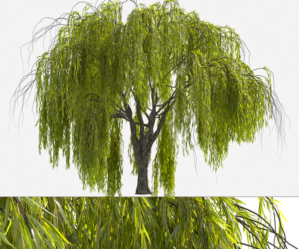 ArtStation - Weeping Willow Tree - 3Ds Max, Cinema 4D, FBX, V_Ray ...