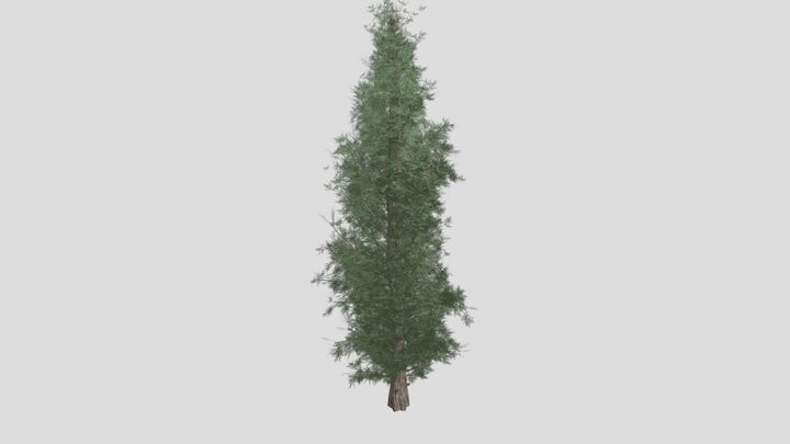 ArtStation - Eastern Red Cedar #02 (FBX) - High Poly Tree (3D Model ...