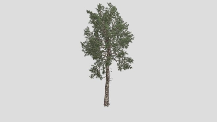 ArtStation - Loblolly Pine #04 (FBX) - High Poly Tree (3D Model ...