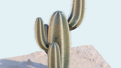 Free Cactus model