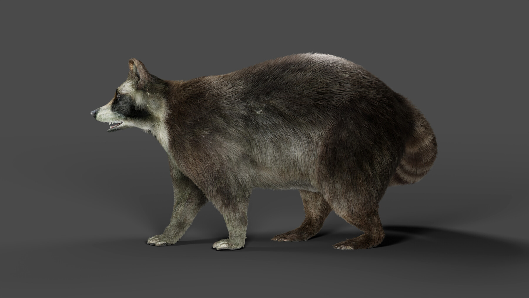 ArtStation - Fur Raccoon Rigged & Animation in Blender | Game Assets