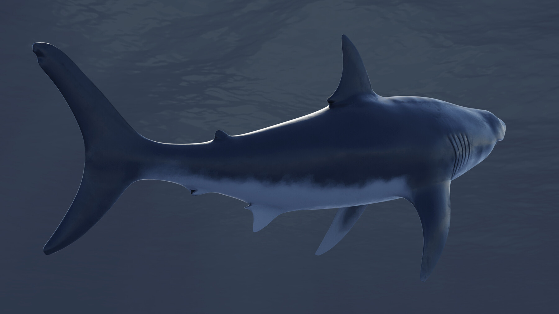 ArtStation - Shark Rigged and Animation in Blender