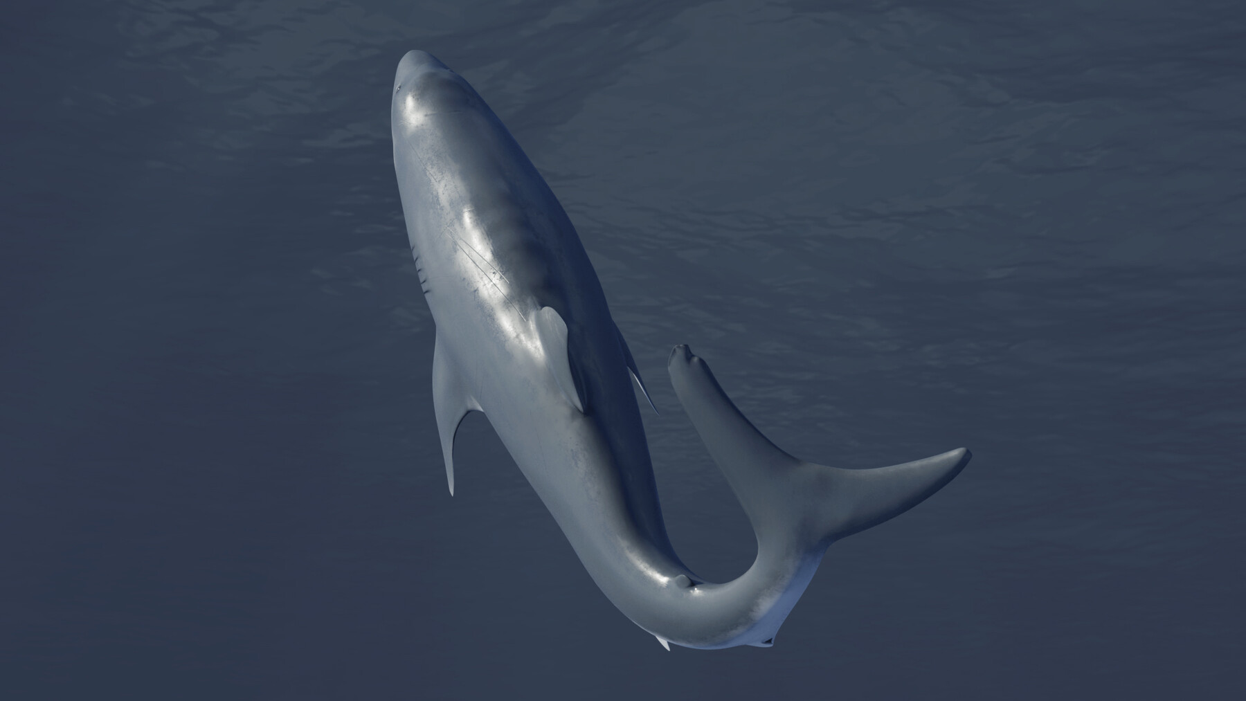 ArtStation - Shark Rigged and Animation in Blender