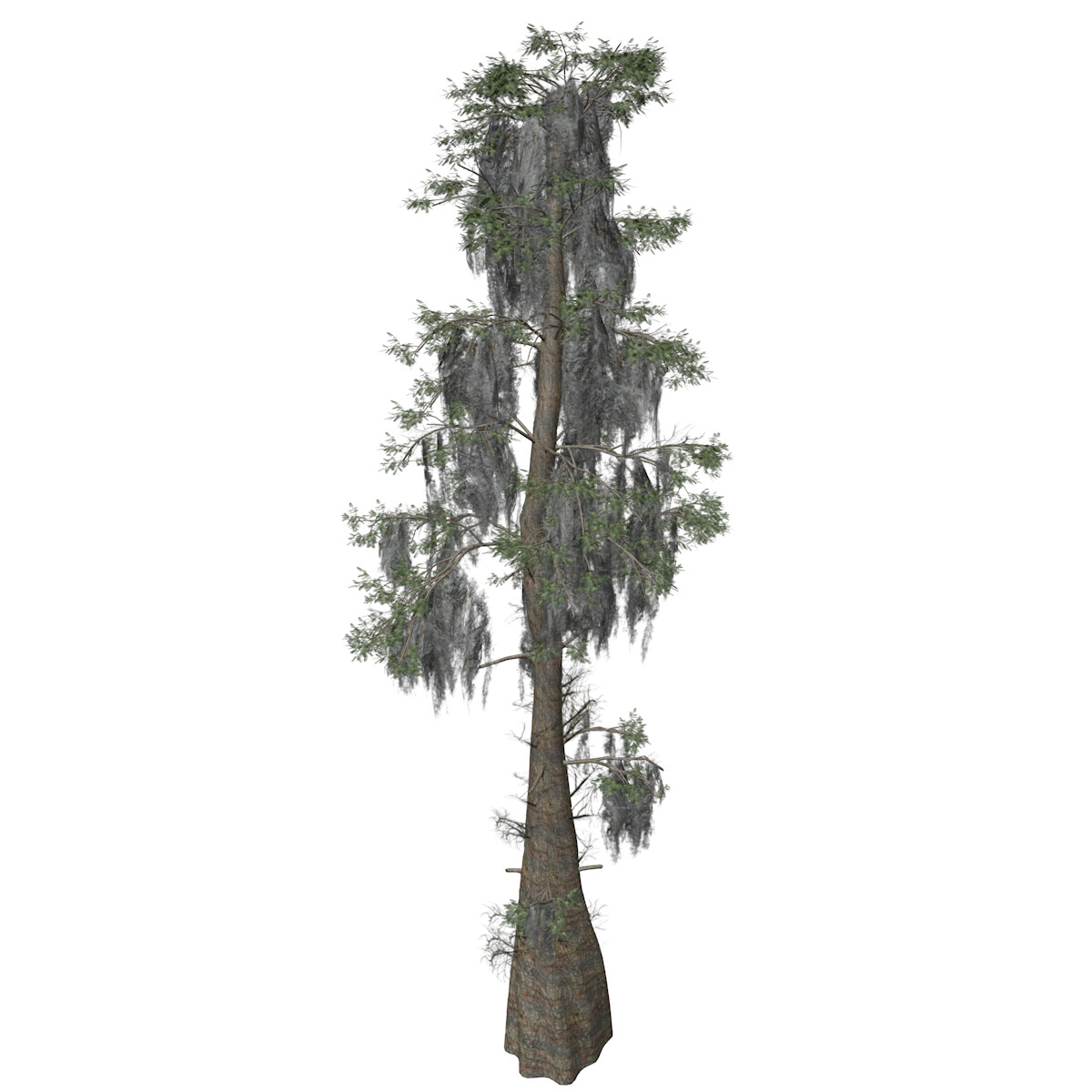 ArtStation - Bald Cypress #01 (FBX) - High Poly Tree (3D Model) | Game ...