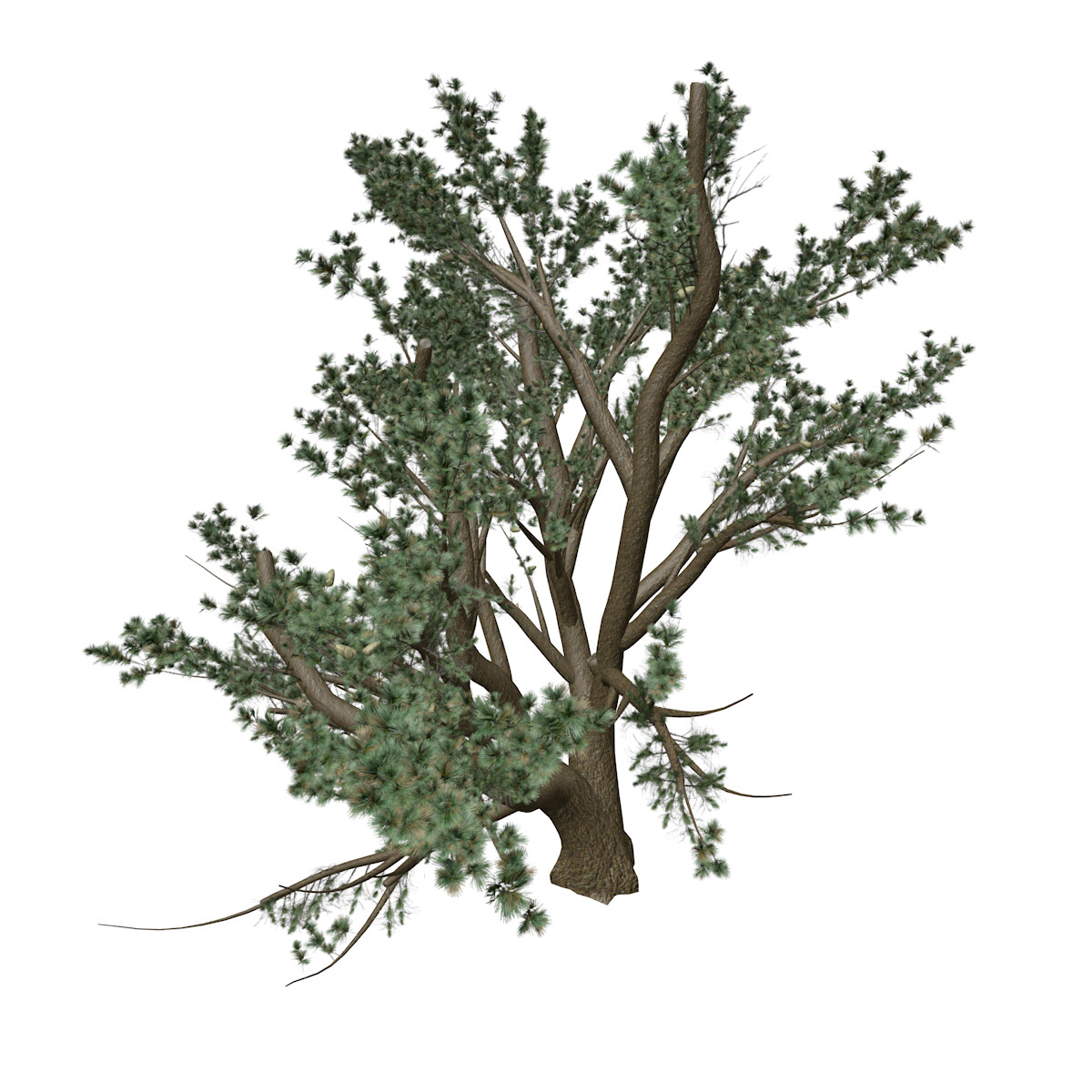 ArtStation - Cedar of Lebanon #06 (FBX) - High Poly Tree (3D Model ...