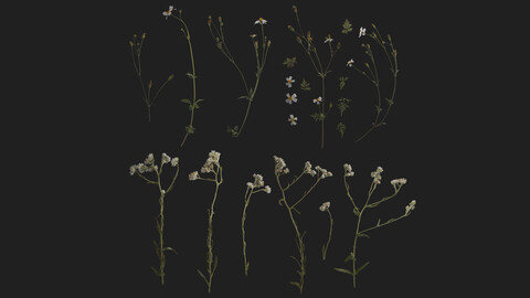 Wild Flowers - Atlases