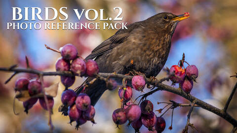 Birds Vol.2-Photo  Reference Pack For Artists 450 JPEGs noAI