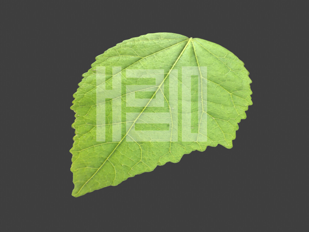 ArtStation Malvaviscus penduliflorus Game Assets