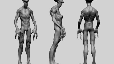 Creature Body Anatomy